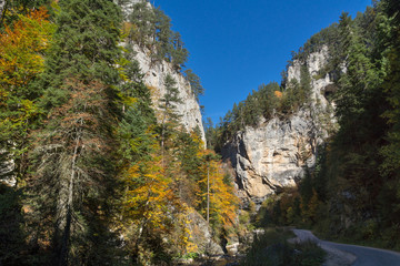 Yellow trees and Autumn view of Buynovsko gorge, Rhodope Mountains, Bulgaria