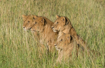 Lions Eying Game