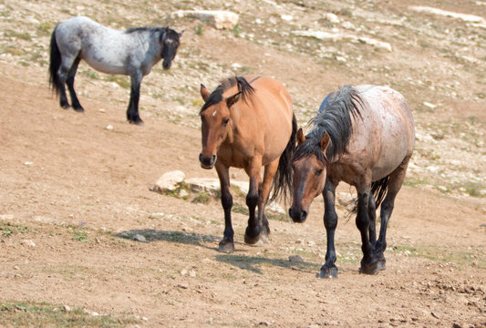 Wild Horses - Red Roan and Dun Buckskin stallions with Blue Roan stallion in the background in the Pryor Mountains Wild Horse Range in Montana United States