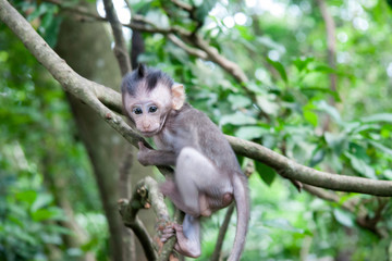 Baby Monkey