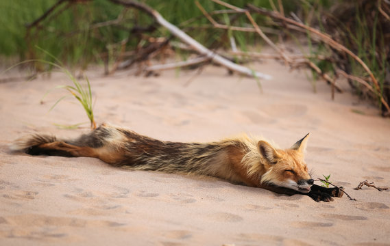 Wild fox stretching and sleeping in natural animal environment outdoors