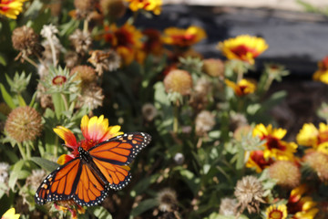 Monarch on Arizona Sun Blanket Flower