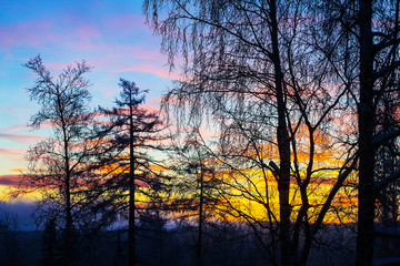 Sunset in the branches of trees