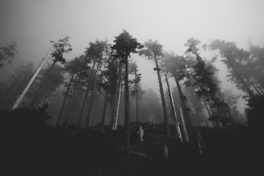 Black and White Silhouette of a Line of Trees in Fog