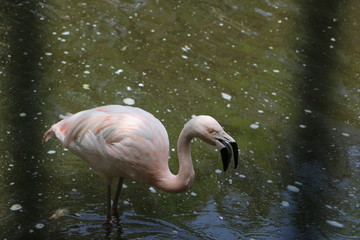 Beautiful bird flamingo in zoo