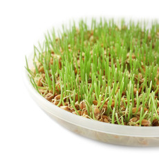 Fresh wheat grass in plate on white background