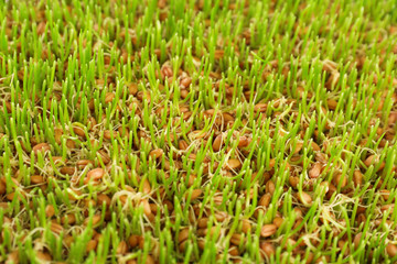 Fresh wheat grass, closeup