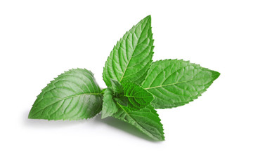 Fresh mint isolated on white