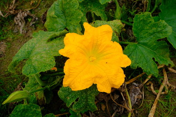 pumpkin patch flower