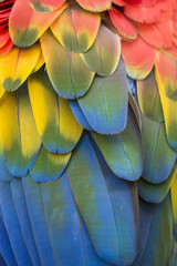 Brightly colored macaw parrot feathers