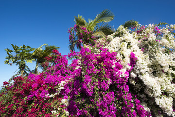 Bougainvillea and palm trees 