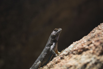 Still lizard