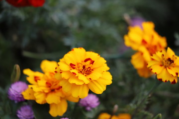 マリーゴールド