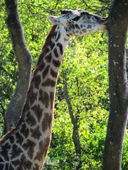 Giraffe Licking a Tree