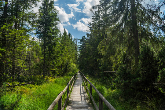 Sommer im Schwarzwald