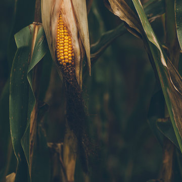 corn ready to be harvested