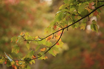 fall leaves tree branch 