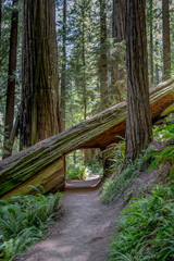 Tunnel on Trail Through Fallen Redwood Tree