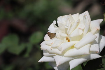 ホワイトローズ