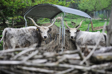 Großhornrinder, Bos primigenius taurus