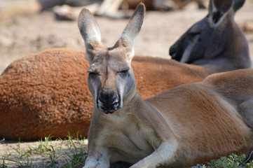 Kangaroo
