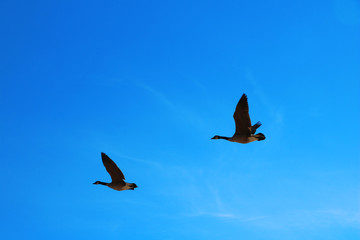 Two Canada Geese Flying Blue Sky