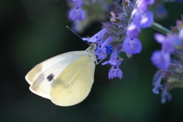 Schmetterling an einer Blume