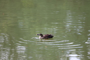 六義園　鴨