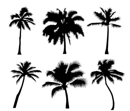 Set tropical palm trees, black silhouettes isolated on white background. Flat design  Illustration
