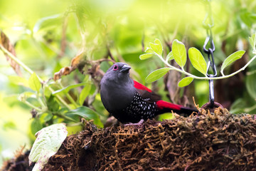 Bird