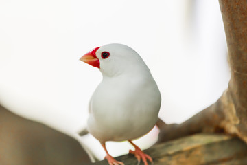 White Java Sparrow