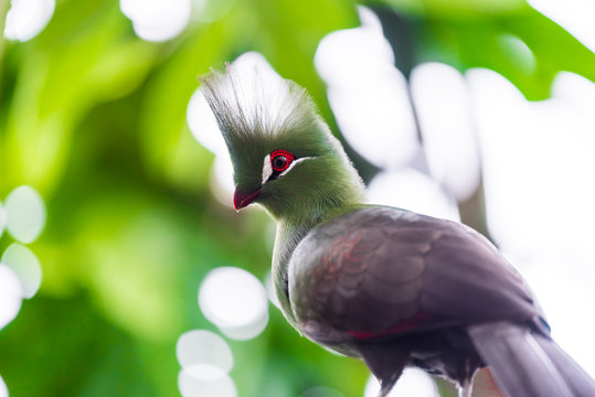 Guinea Turaco