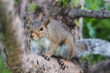 Naklejka na ściany i meble Squirrel Scratching Belly on Tree Branch