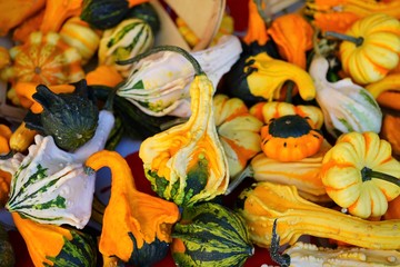 Colorful decorative pumpkins and gourds in autumn