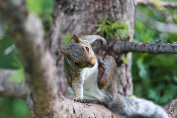 Squirrel Scratching Belly on Tree Branch
