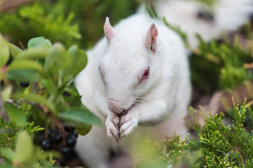 White Squirrel