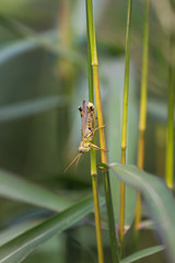 Grasshopper