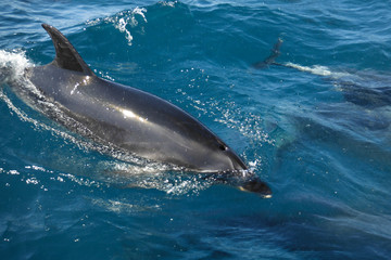 Swimming with dolphins in Bay of Islands, New Zealand