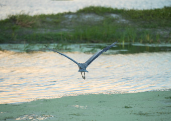 Fototapeta premium Wings of the Great Blue Heron Gliding Through the Wetlands