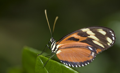 Tiger Longwing Butterfly (Heliconius hecale)