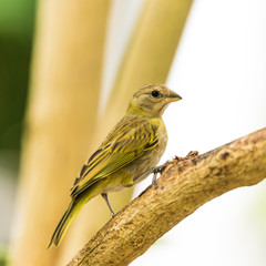 Yellow Warbler