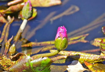 pink water lily bud - 177352561