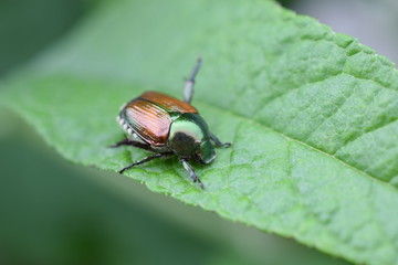 Japanese Beetle