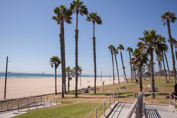 Huntington Beach Palm Trees 