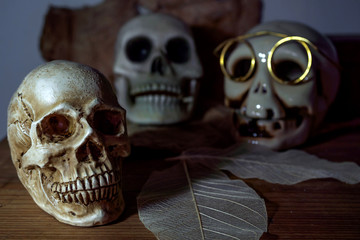 Still life photography human skulls in dark vintage tone