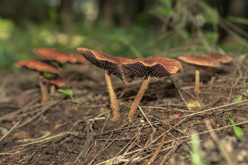 Los hongos son de colores marrones claros.