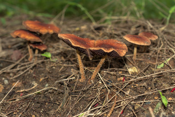 Los hongos crecen por todos lados.