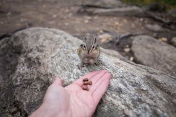 a Chipmunk eats a nut in a forest in the taiga.