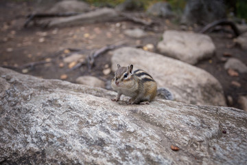 a Chipmunk eats a nut in a forest in the taiga.