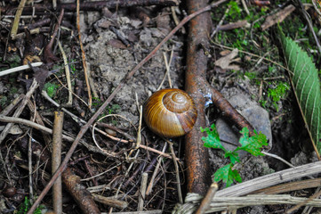 Schneckenhaus am Zweig